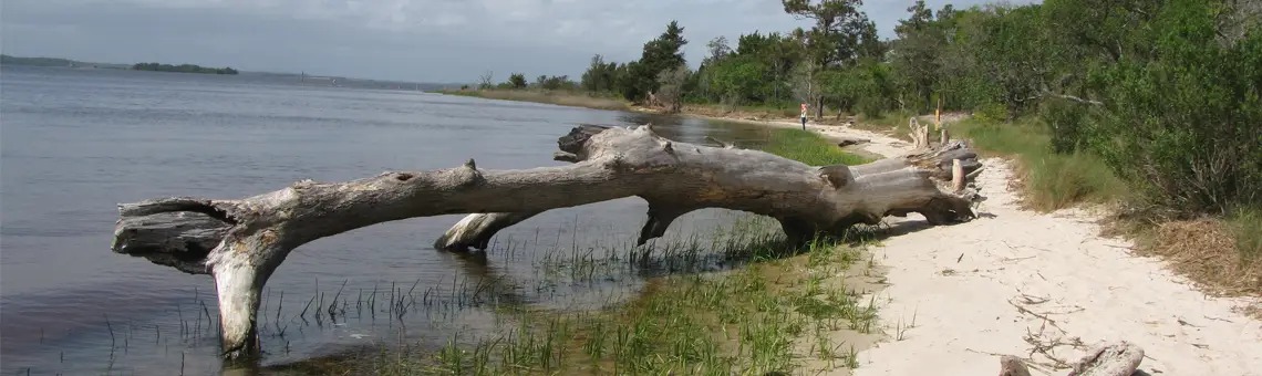 Carolina Beach State Park